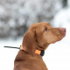 DOG GPS X30-B (MANDO + COLLAR +BEEPER)